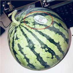 酒吧吃瓜网红叫什么